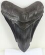 Large, Fossil Megalodon Tooth - Serrated Blade #56507-1